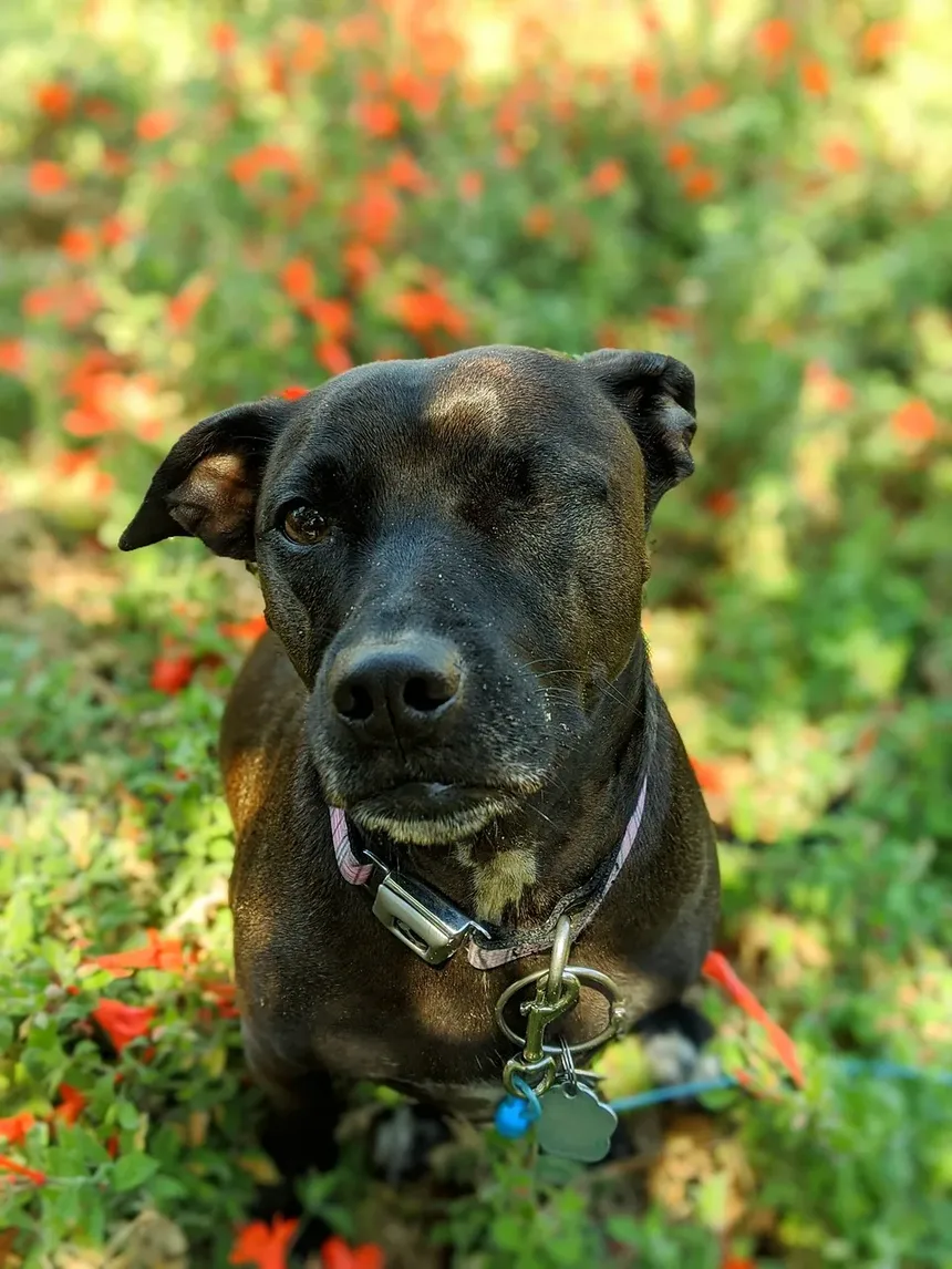 Como Acalmar a Ansiedade do Meu Cão com Fogos de Artifício