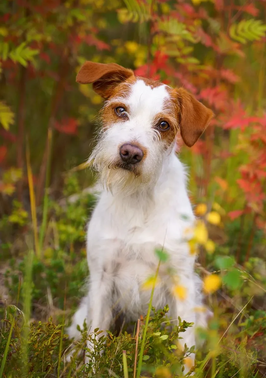 Como Acalmar a Ansiedade do Meu Cão com Fogos de Artifício
