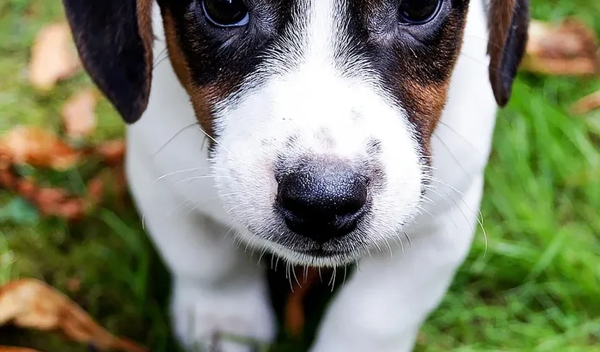 Como Acalmar a Ansiedade do Meu Cão com Fogos de Artifício