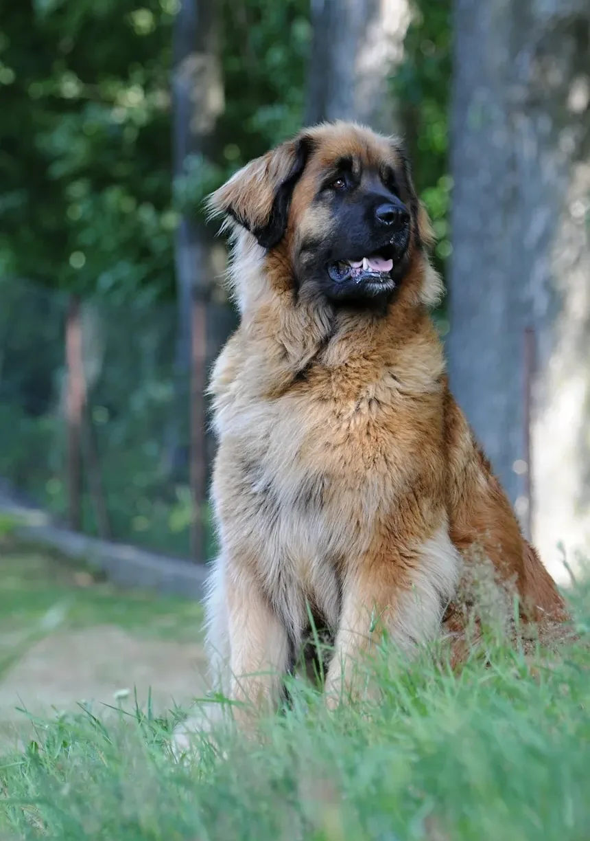 Como Acalmar a Ansiedade do Meu Cão Quando Eu Saio