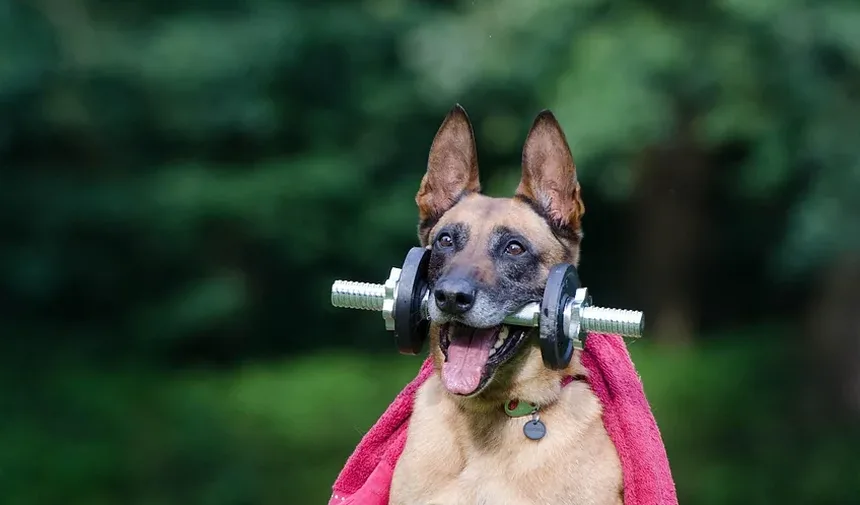 Como Acalmar a Ansiedade do Meu Cão Quando Eu Saio