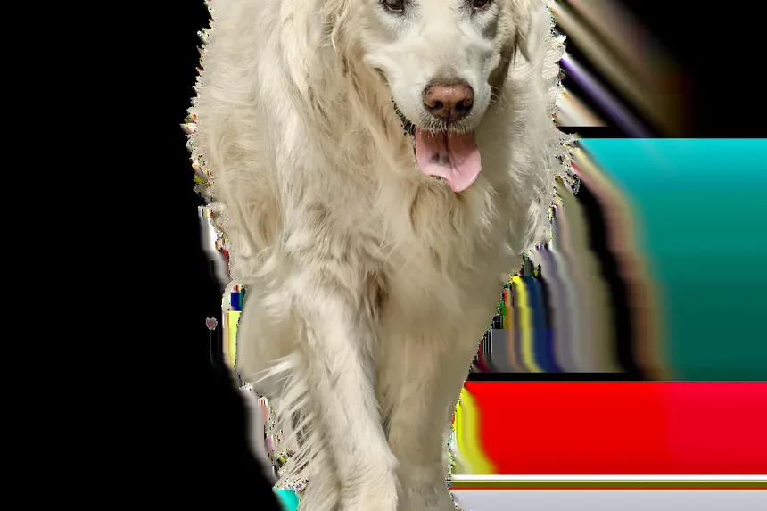 Como Acalmar a Ansiedade do Meu Cão Quando Eu Saio