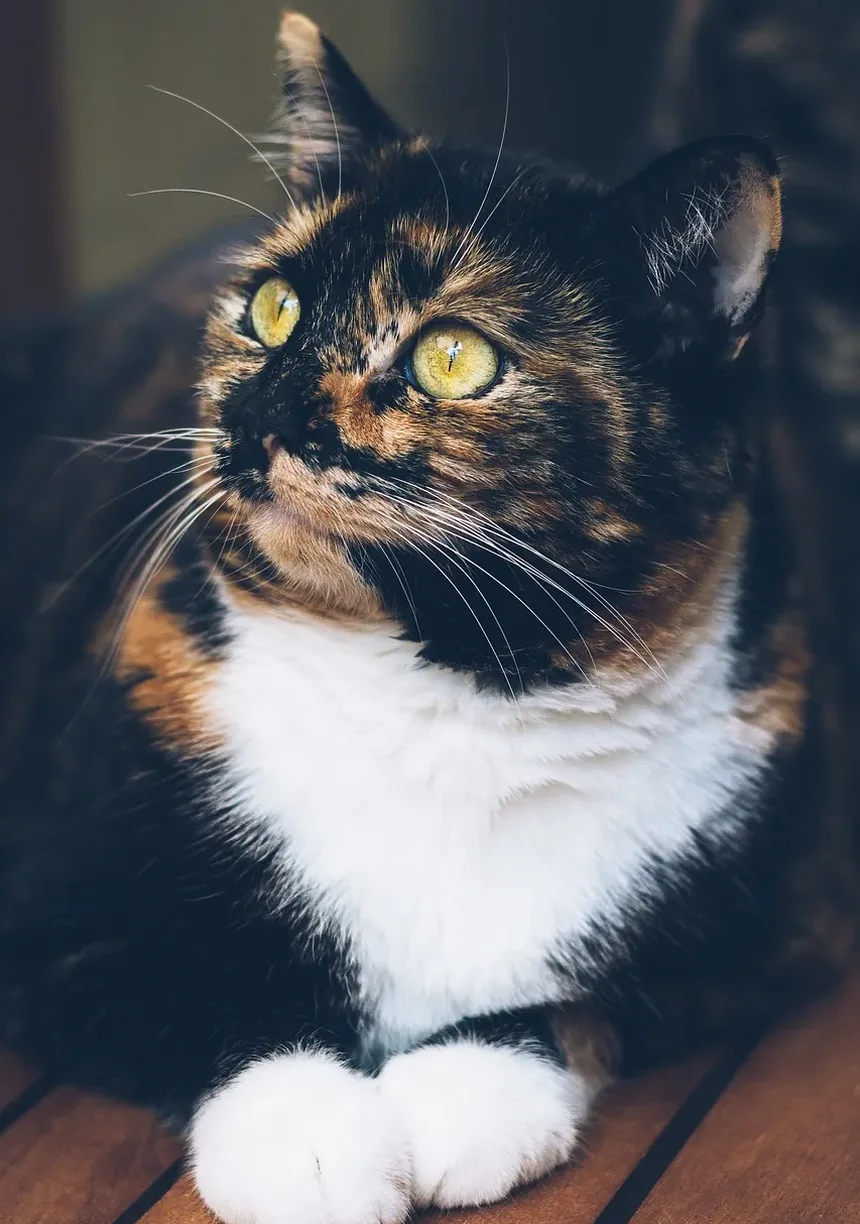 Como Acalmar o Estresse em Gatos: Estratégias Eficazes para um Felino Tranquilo