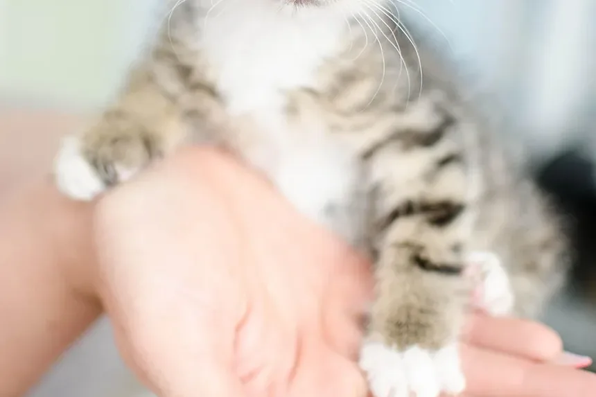 Como Acalmar o Estresse em Gatos: Estratégias Eficazes para um Felino Tranquilo