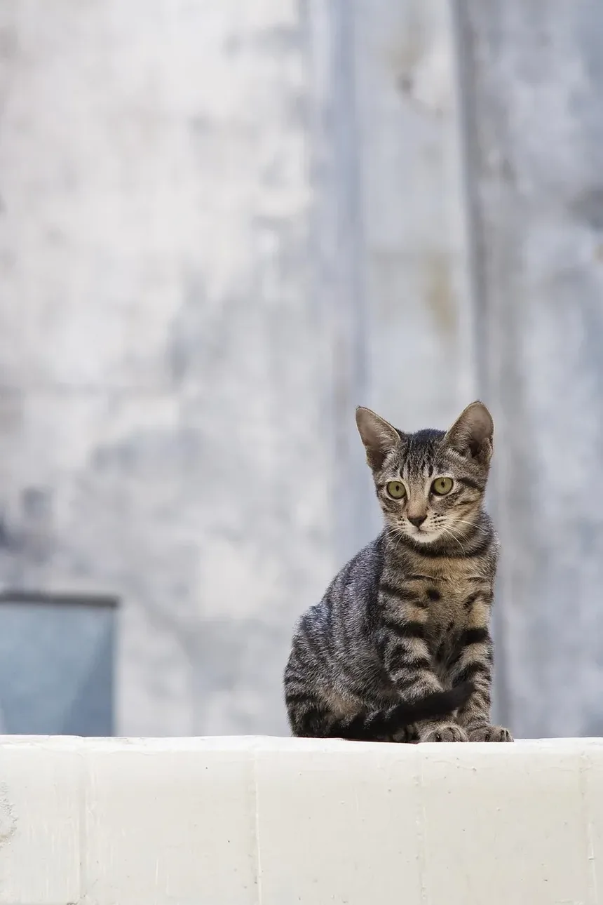 Como Dar Vitaminas para Gatos: Um Guia Completo