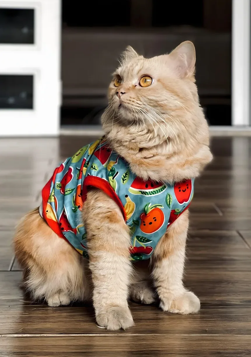 Como Dar Vitaminas para Gatos: Um Guia Completo