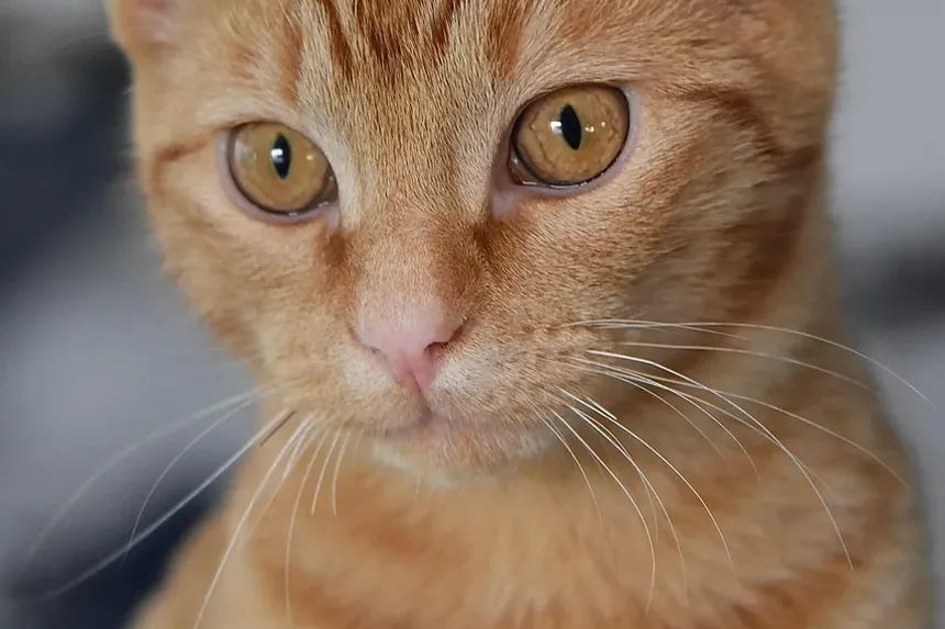 Como Eliminar Larvas no Bumbum do Seu Gato: Um Guia Completo