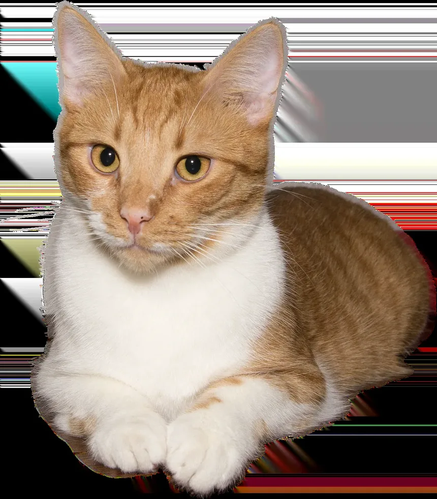 Como Escovar um Gato Embaraçado em Casa