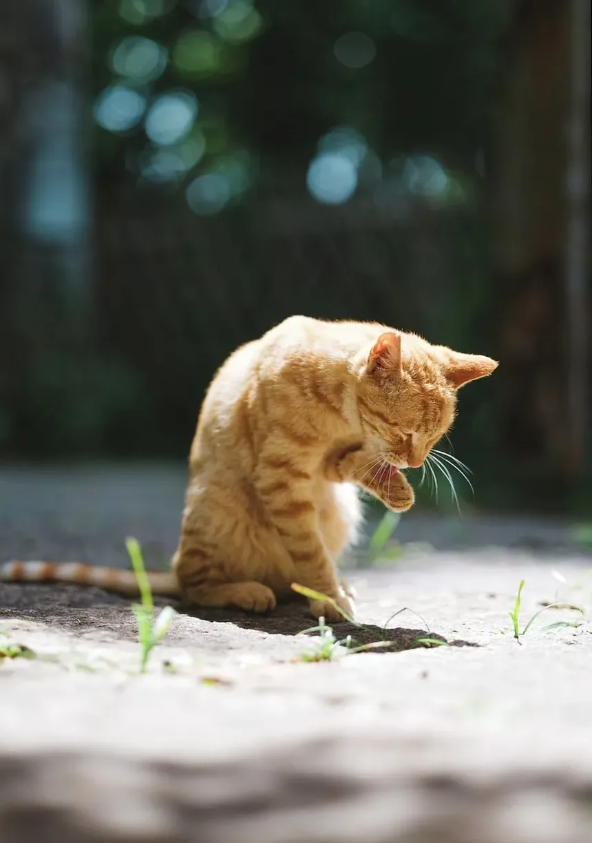 Como Escovar um Gato Embaraçado em Casa