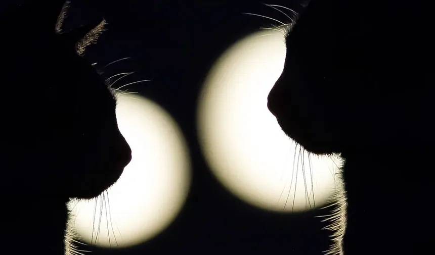 Como Escovar um Gato Embaraçado em Casa