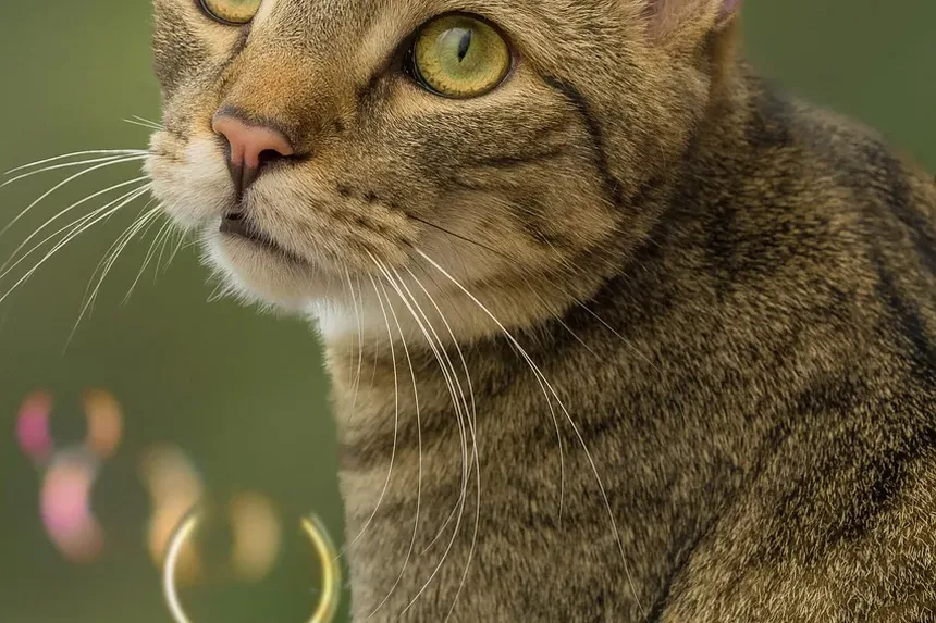 Como Escovar um Gato Embaraçado em Casa