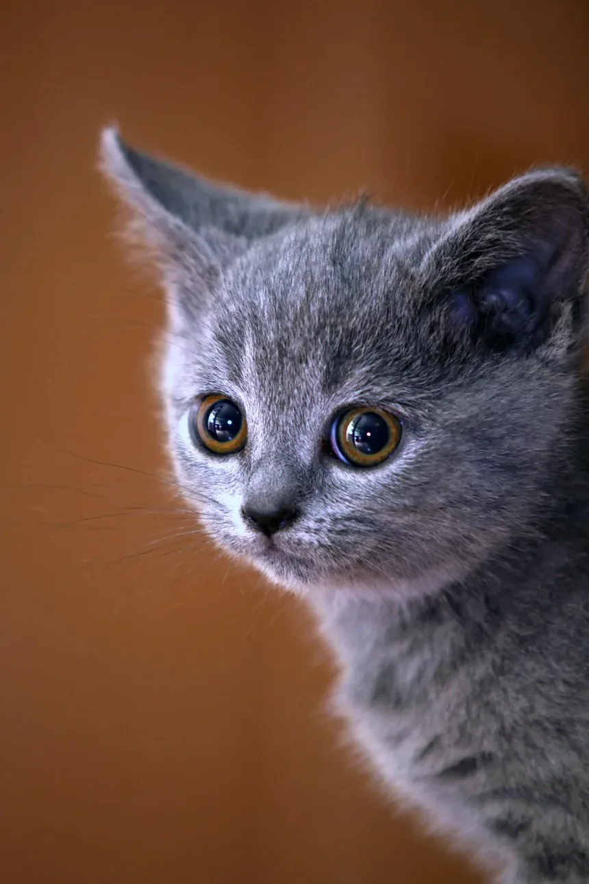 Como Escovar um Gato Persa em Casa: Um Guia Completo