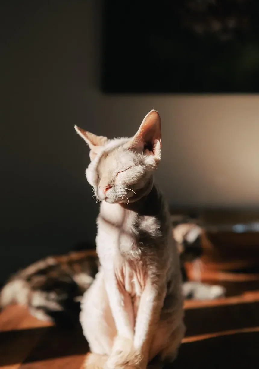 Como Escovar um Gato Persa em Casa: Um Guia Completo