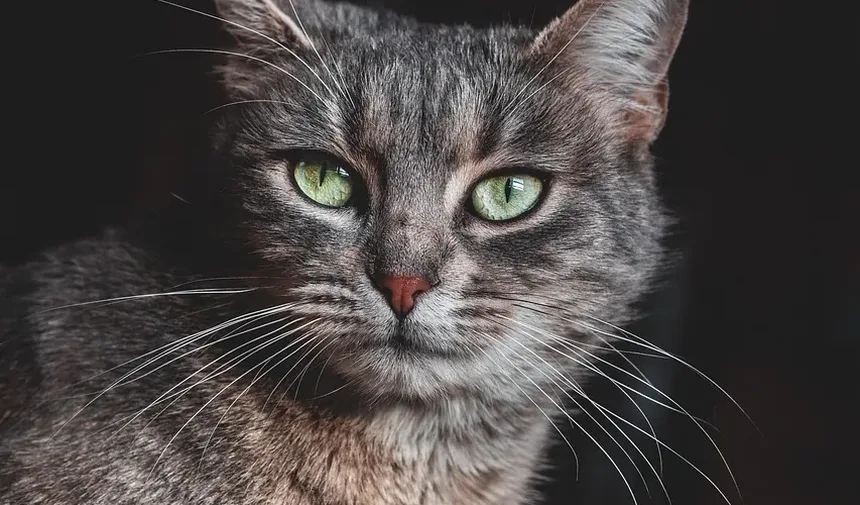 Como Escovar um Gato Persa em Casa: Um Guia Completo