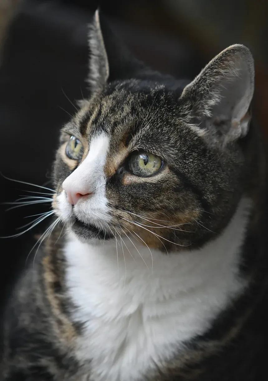 Como Ajudar um Gato com Sangue na Urina