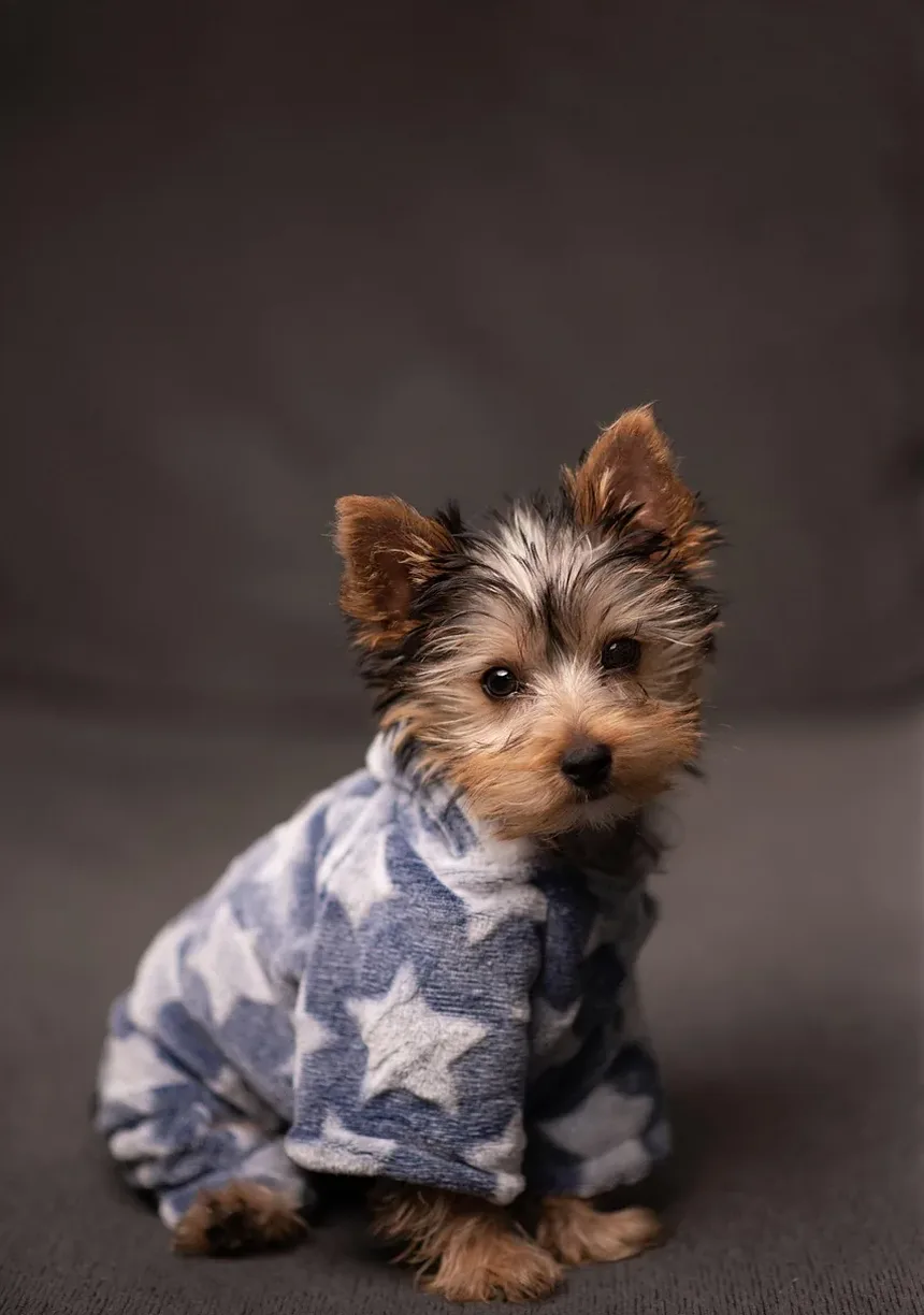 Como Ajudar Meu Cão a se Recuperar de uma Insolação