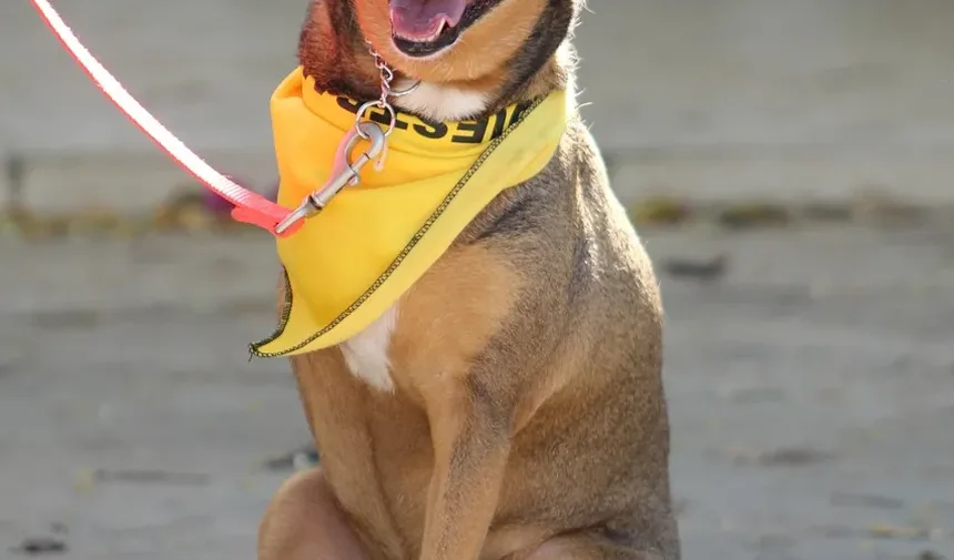 Como Ajudar Meu Cão a se Recuperar de uma Insolação