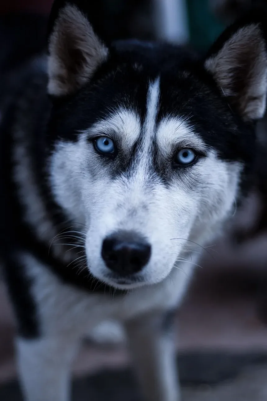Como Ajudar Meu Cão a Se Recuperar da Pneumonia