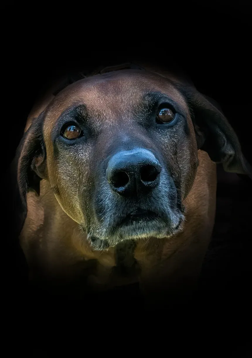 Como Ajudar Meu Cão a Se Recuperar da Pneumonia