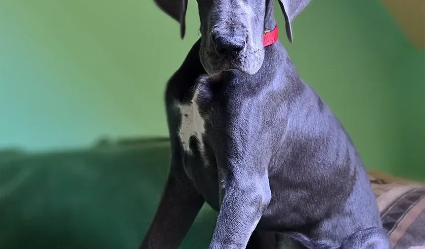 Como Ajudar Meu Cão a Se Recuperar da Pneumonia
