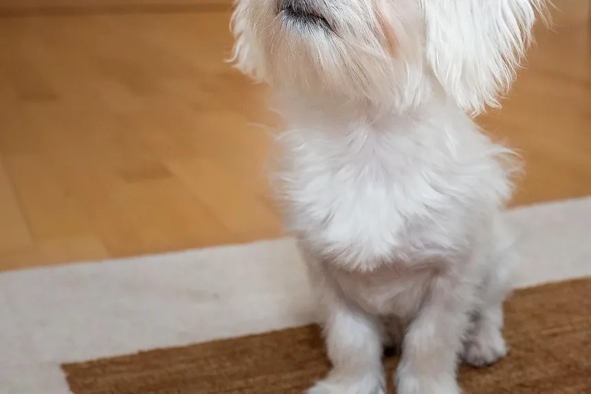 Como Ajudar Meu Cão a Se Recuperar da Pneumonia