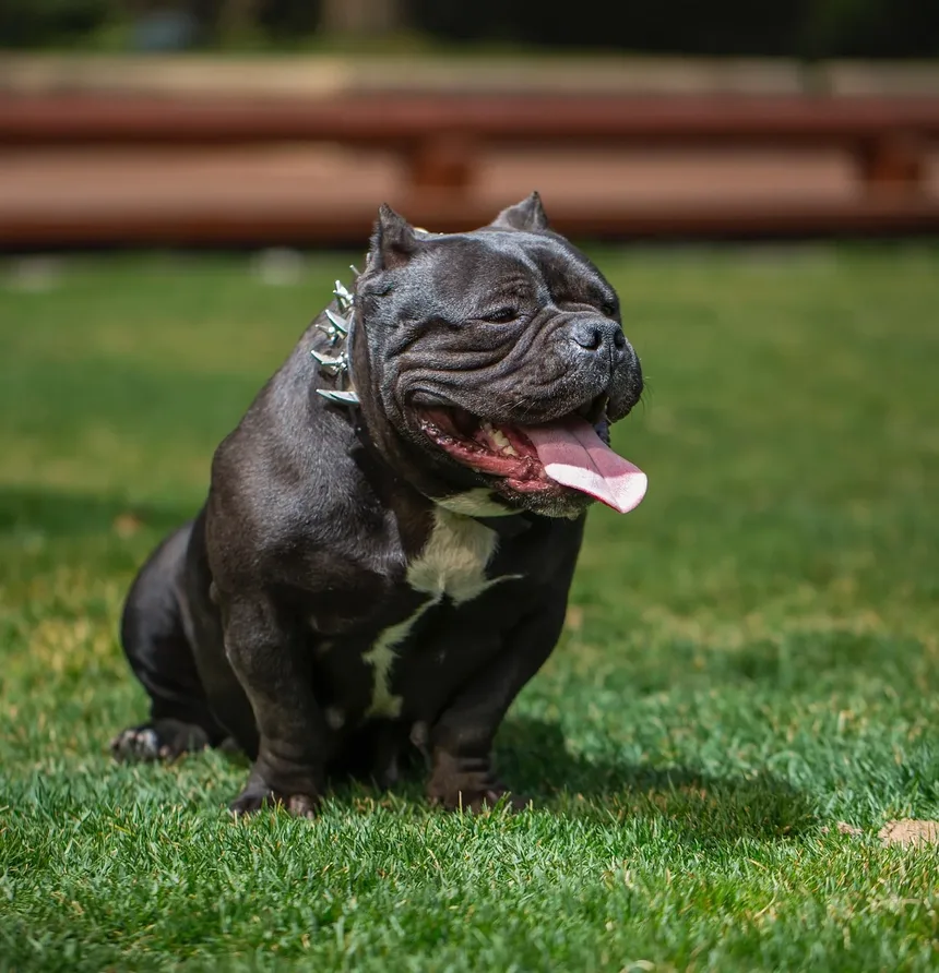 Como Identificar Intoxicação em Cães: Um Guia Completo