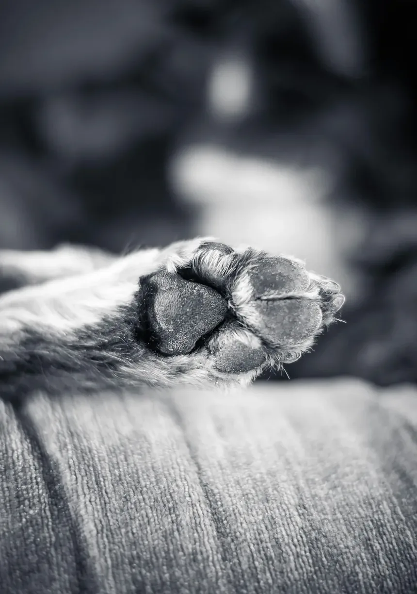 Como Identificar Intoxicação em Cães: Um Guia Completo