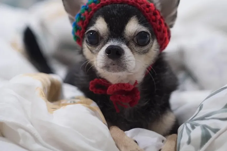 Como Identificar Intoxicação em Cães: Um Guia Completo