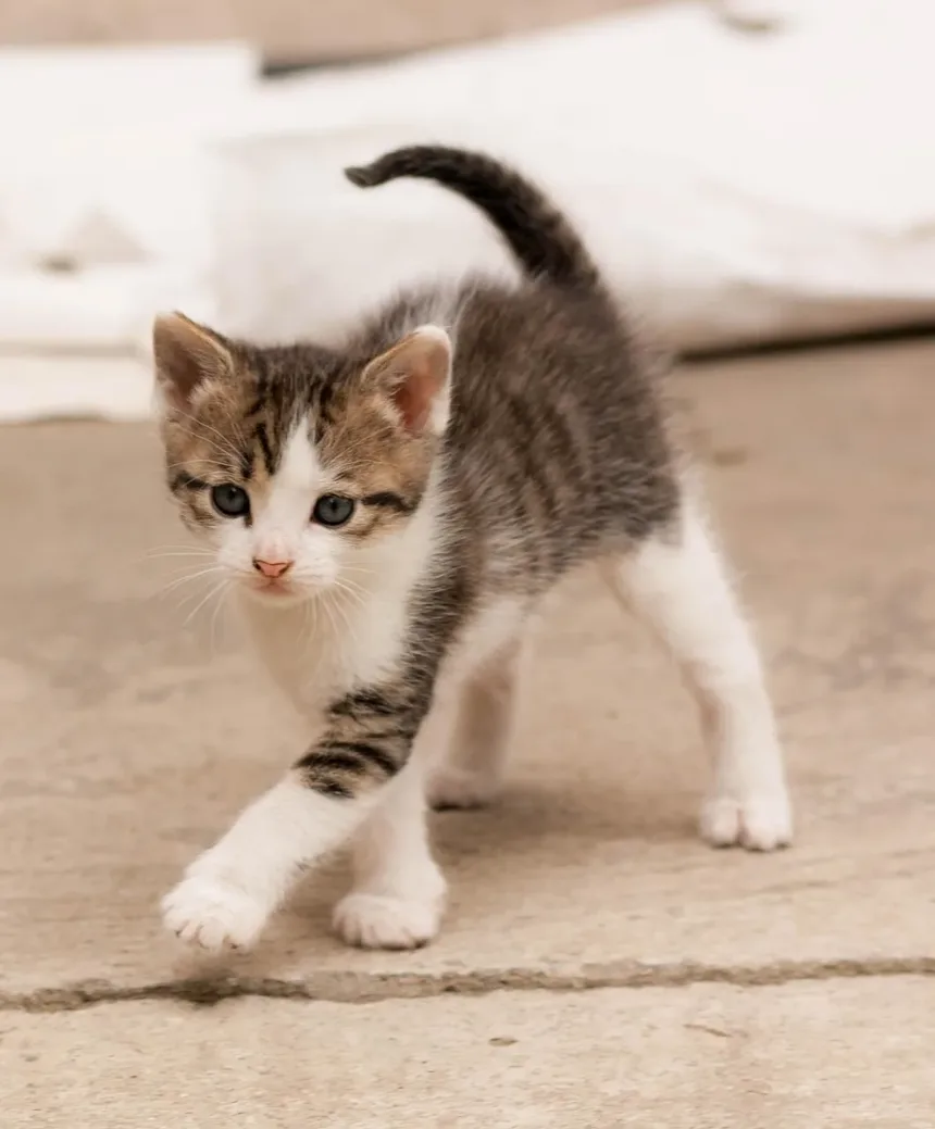 Como Prevenir Doença Renal em Gatos em Casa