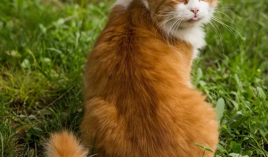 Como Prevenir Doença Renal em Gatos em Casa