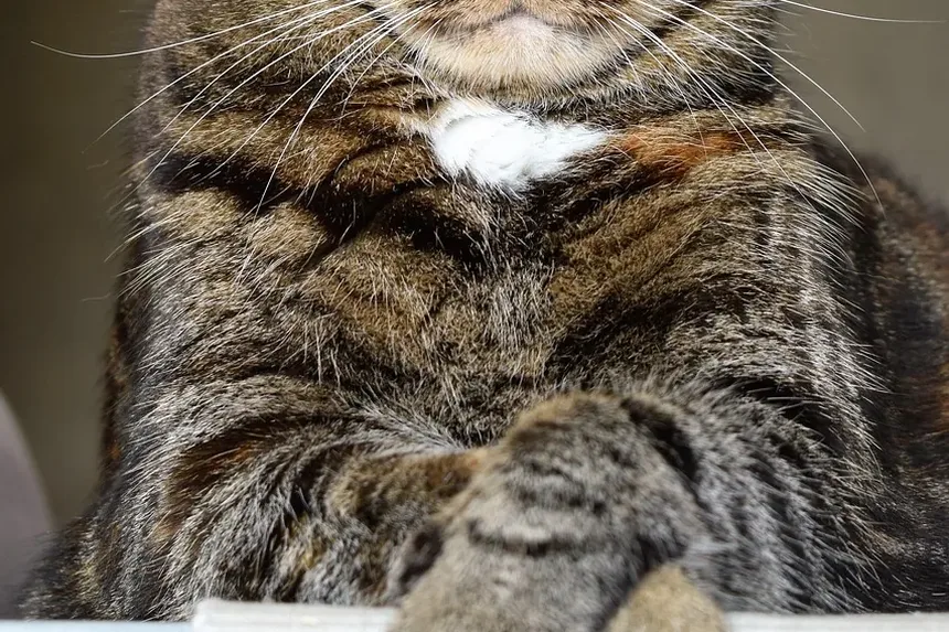 Como Prevenir Doença Renal em Gatos em Casa