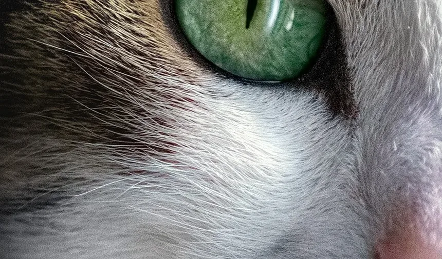Como Aliviar a Dor de Mordida de Gato: Um Guia Completo