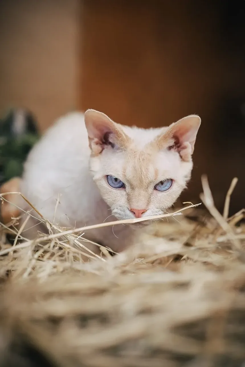 Como Parar o Vômito em um Gato: Um Guia Completo