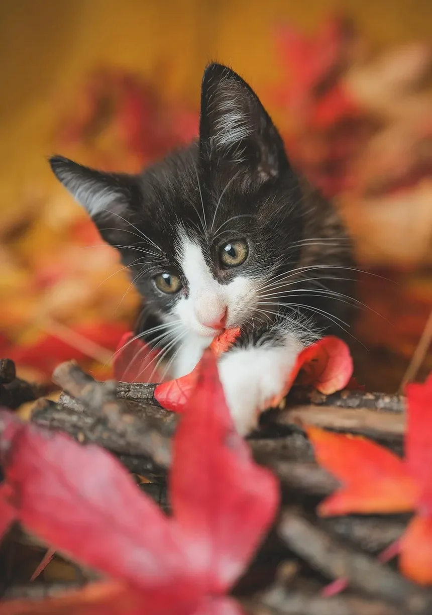Como Parar o Vômito em um Gato: Um Guia Completo