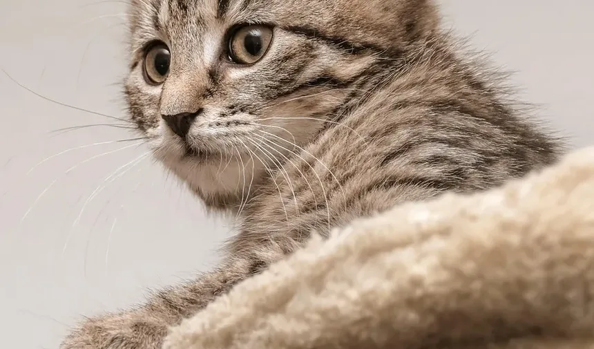 Como Parar o Vômito em um Gato: Um Guia Completo