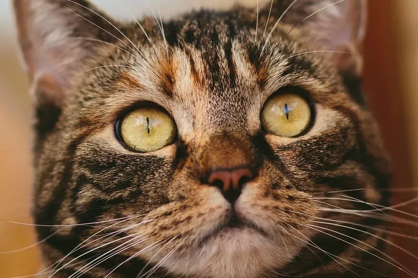 Como Parar o Vômito em um Gato: Um Guia Completo