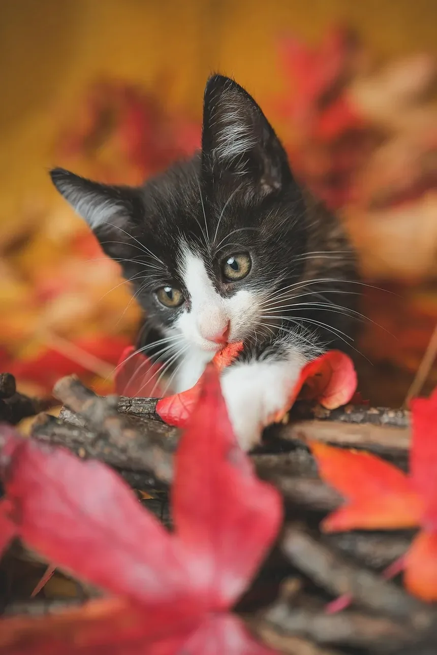 Como Fazer a Transição do Seu Gato para uma Nova Ração: Um Guia Completo