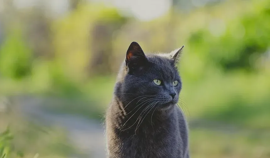 Como Fazer a Transição do Seu Gato para uma Nova Ração: Um Guia Completo