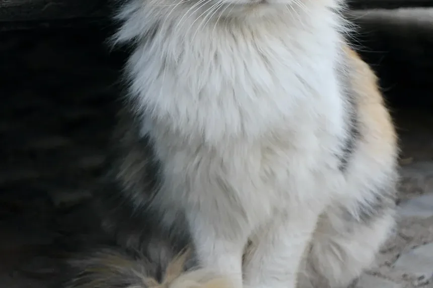 Como Fazer a Transição do Seu Gato para uma Nova Ração: Um Guia Completo