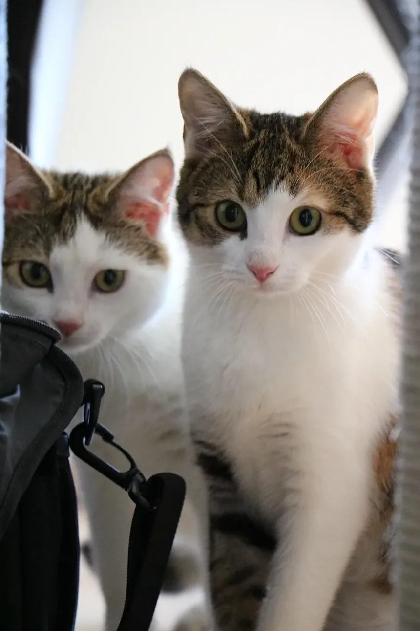 Como Tratar uma Infecção Ocular em Gatinhos Recém-Nascidos