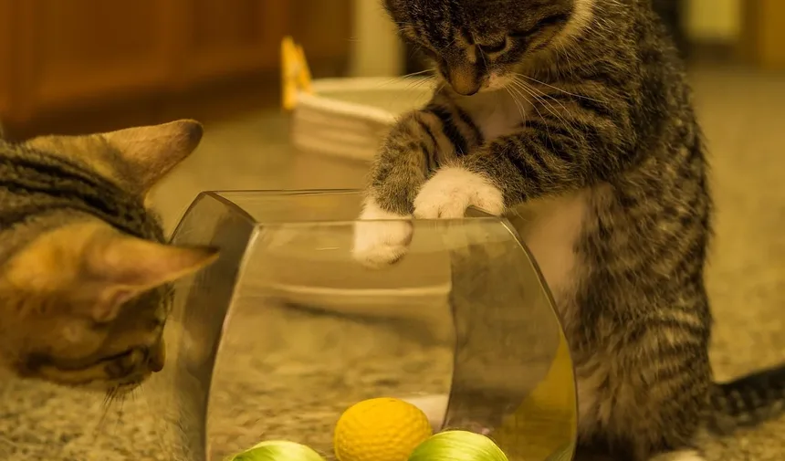 Como Tratar uma Infecção Ocular em Gatinhos Recém-Nascidos