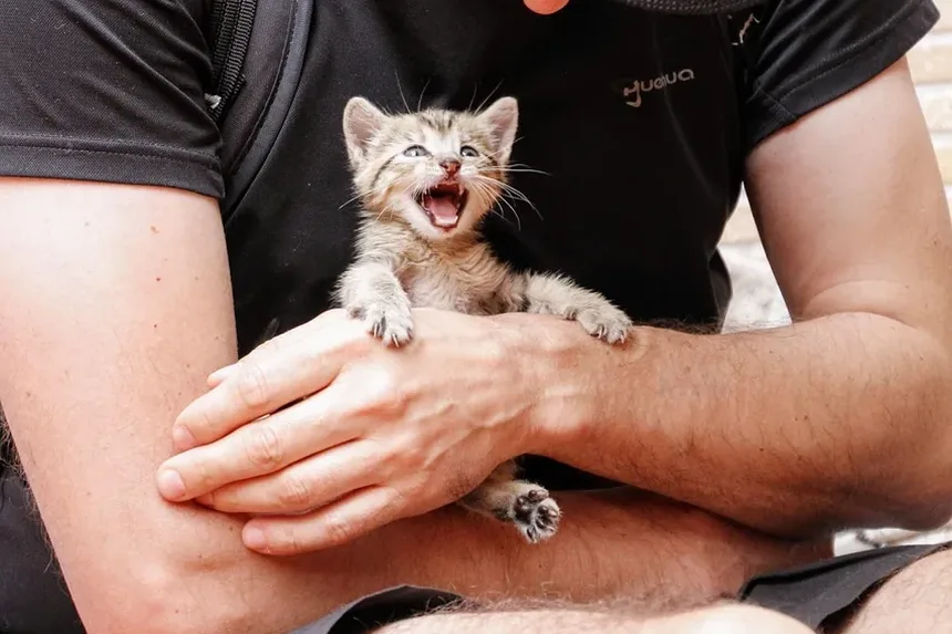 Como Tratar uma Infecção Ocular em Gatinhos Recém-Nascidos
