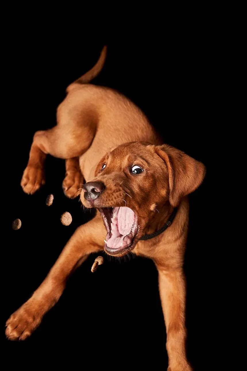 Como Tratar uma Lesão no Cotovelo do Cachorro: Um Guia Completo