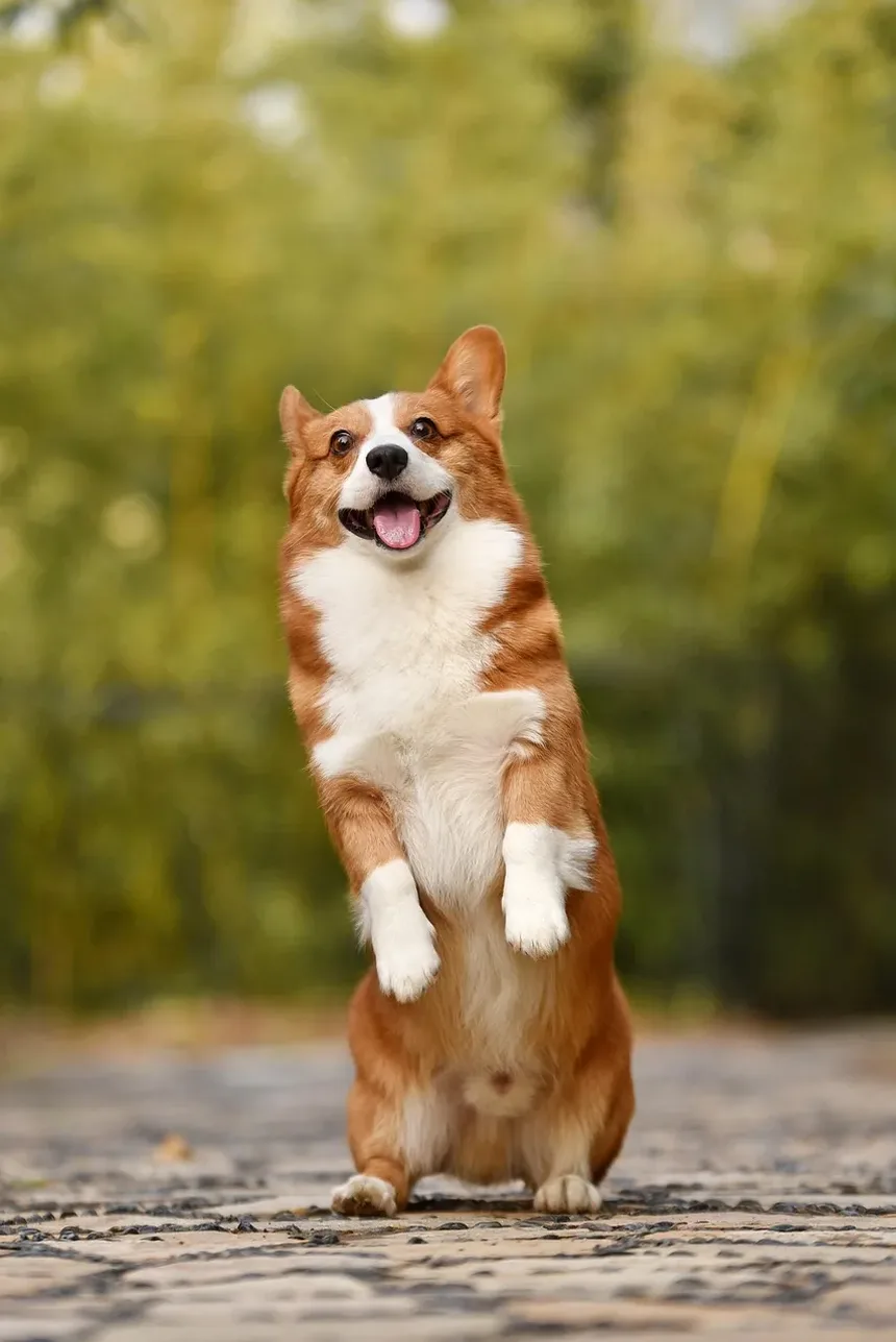 Como Tratar Erupção no Pescoço do Cachorro: Remédios Caseiros e Cuidados