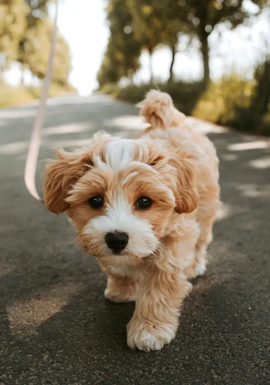 Como Tratar Erupção no Pescoço do Cachorro: Remédios Caseiros e Cuidados