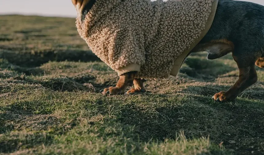 Como Tratar Erupção no Pescoço do Cachorro: Remédios Caseiros e Cuidados