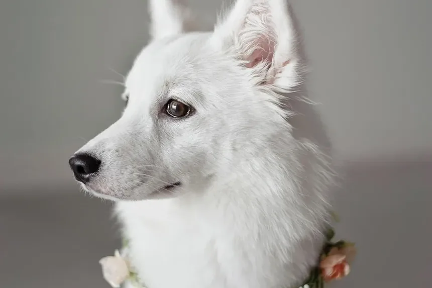 Como Tratar Erupção no Pescoço do Cachorro: Remédios Caseiros e Cuidados