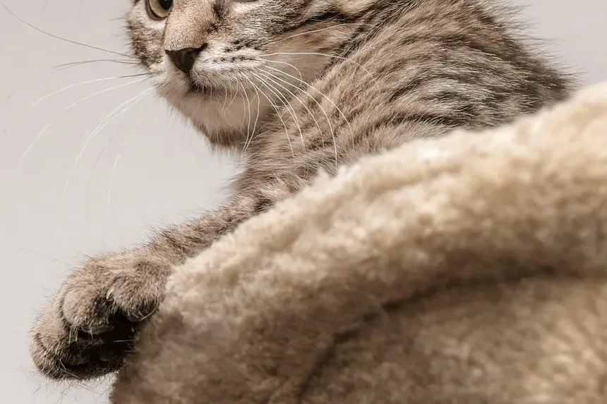Como Determinar Alergias em Gatos: Um Guia Completo