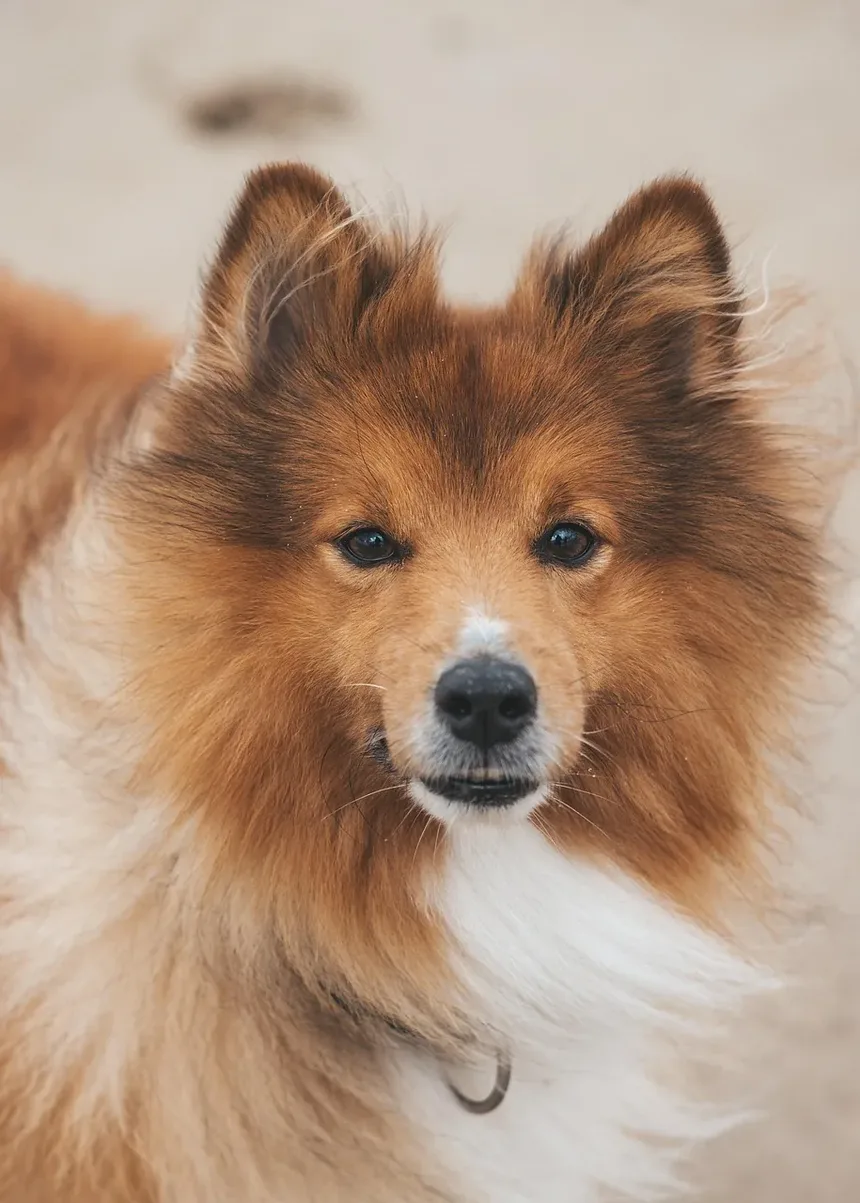 Ração Sem Grãos é Boa para Cães com Estômagos Sensíveis?