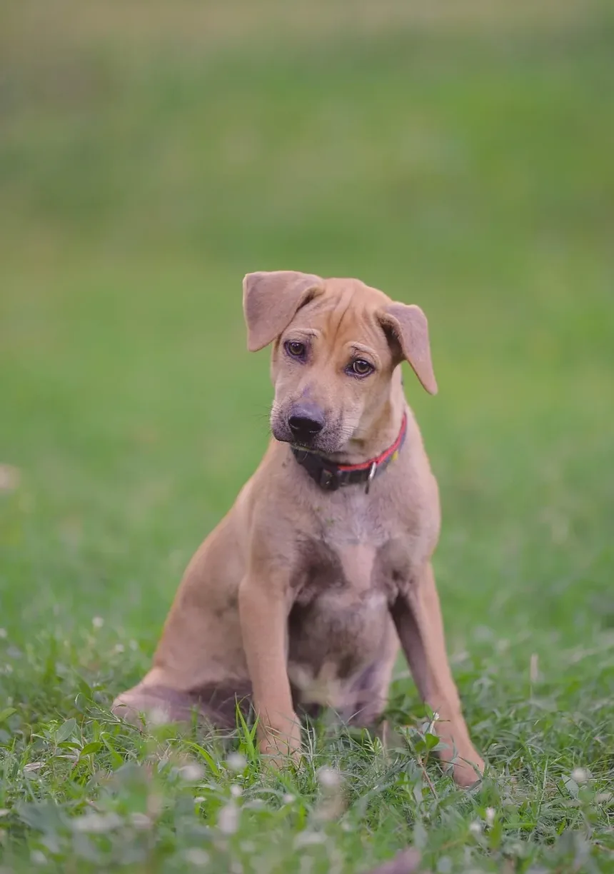 Ração Sem Grãos é Boa para Cães com Estômagos Sensíveis?